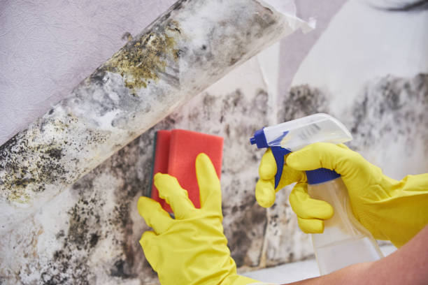 Why You Should Choose Our Mold Remediation Services in North Potomac, MD